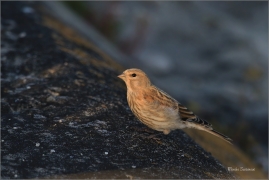 <p>KONOPKA OBECNÁ (Carduelis cannabina) jižní Morava ---- /Common linnet - Bluthänfling/</p>